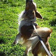 Ma Star participe au concours pour gagner de l'argent avec cette photo : dog, grass, leash, outdoor, sunlight, backlight, long_hair, tail, jumping, playful, pet, canine, field, movement, portrait, green, fur, collar, action, sunny
