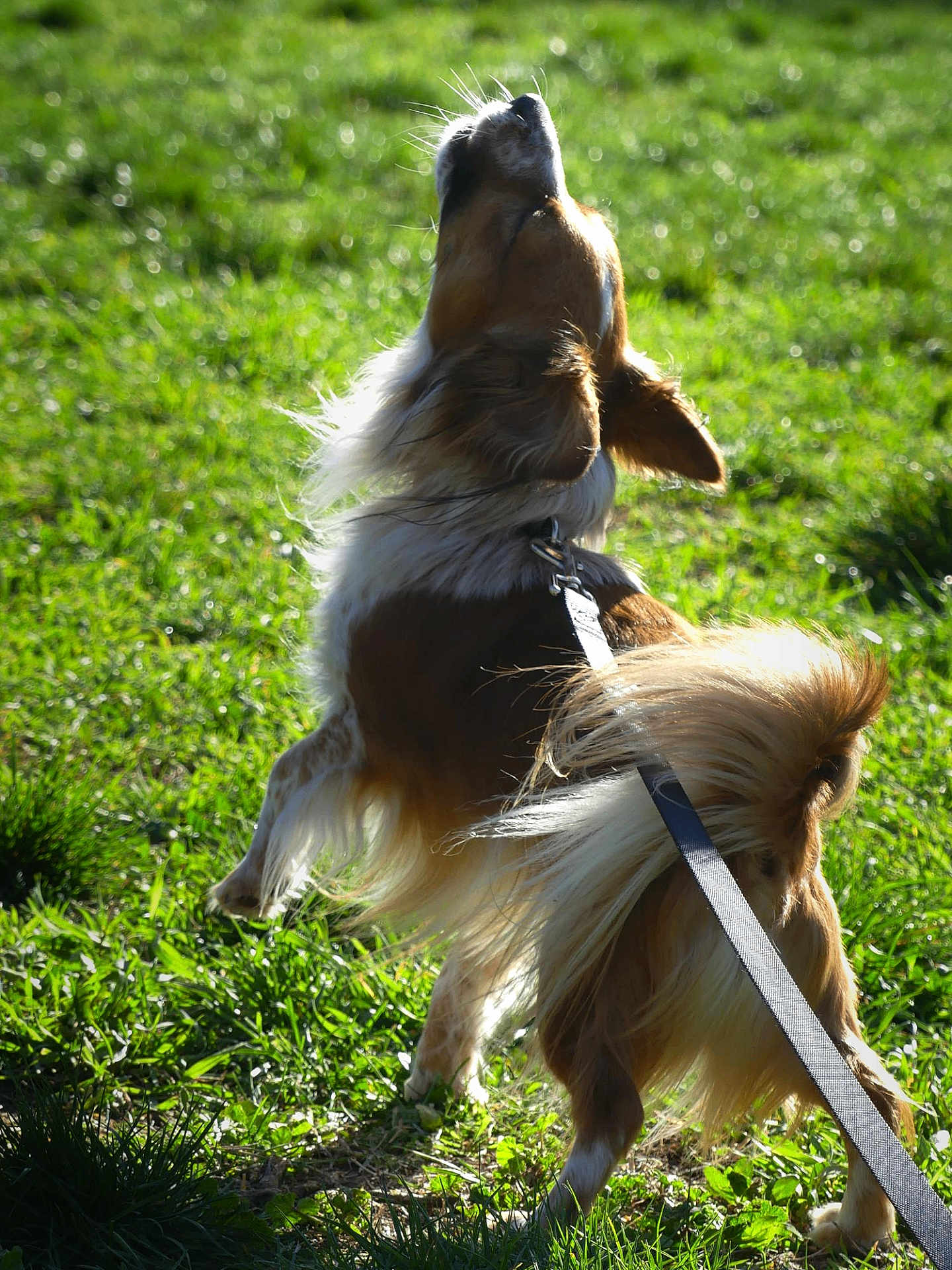 Ma Star participe au concours pour gagner de l'argent avec cette photo : dog, grass, leash, outdoor, sunlight, backlight, long_hair, tail, jumping, playful, pet, canine, field, movement, portrait, green, fur, collar, action, sunny
