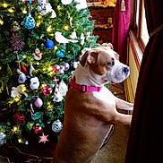 Anya is registered to the contest to win money with this photo: carnivoran, christmas, christmas_decoration, dog, dog_breed, dog_like_mammal, event, holiday, snout, vertebrate