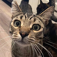 Big Nose is registered to the contest to win money with this photo: animal, blurred_background, cat, close_up, curious, cute, domestic, ears, eyes, feline, floor, household, indoor, mammal, pet, portrait, tabby, tail, two_cats, whiskers