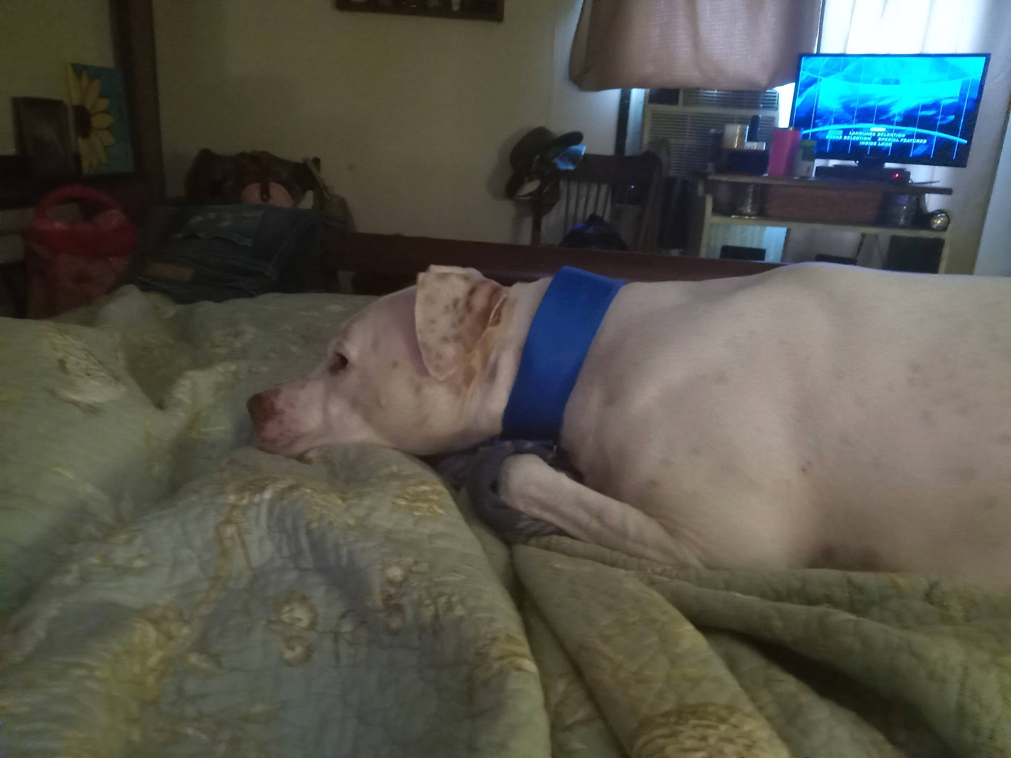 Frankie joined the competition — help win amazing prizes! analog_television, cable_television, canidae, carnivore, comfort, companion_dog, couch, display_device, dog, dog_breed, fawn, home_appliance, pet_supply, picture_frame, room, snout, sporting_group, television, television_set, working_animal