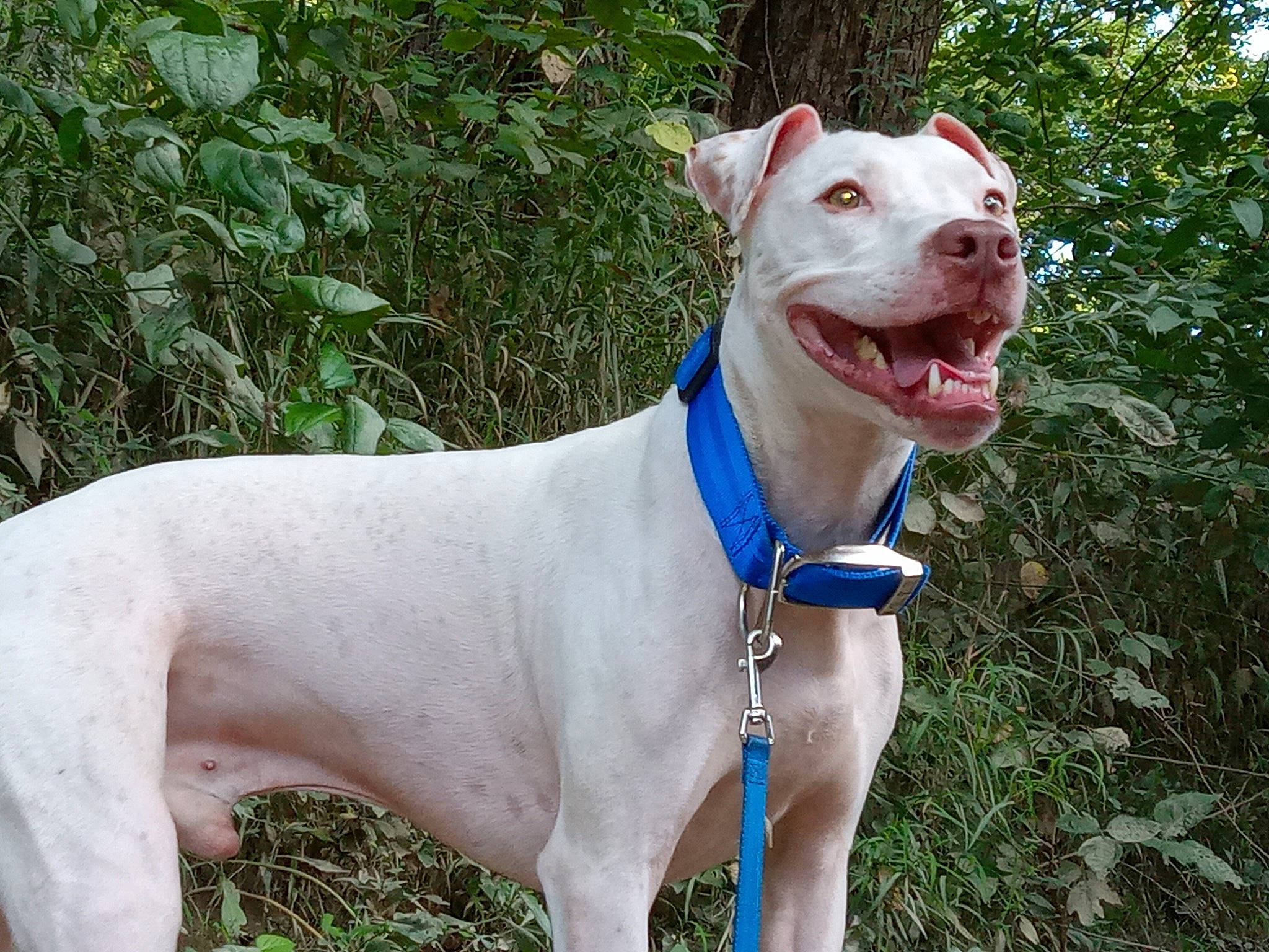 Frankie joined the competition — help win amazing prizes! canidae, carnivore, collar, companion_dog, dog, dog_breed, dog_collar, dog_supply, fawn, grass, hunting_dog, non_sporting_group, pet_supply, plant, snout, sporting_group, terrestrial_animal, whiskers, working_animal, working_dog