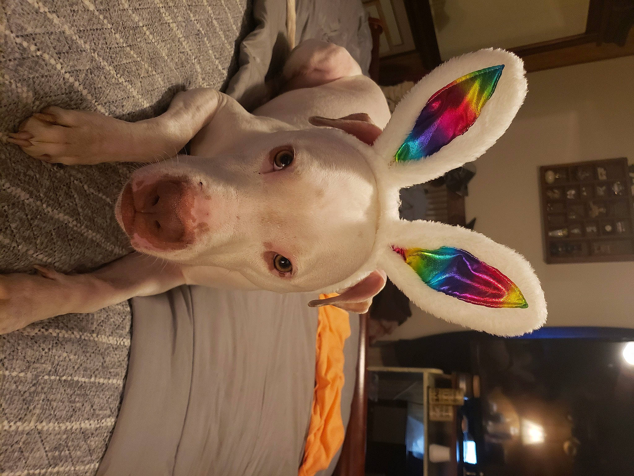 Frankie joined the competition — help win amazing prizes! carnivore, costume, dog, dog_breed, ear, fashion_accessory, fawn, fun, fur, jaw, non_sporting_group, party_supply, selfie, snout, visual_arts, whiskers, working_animal