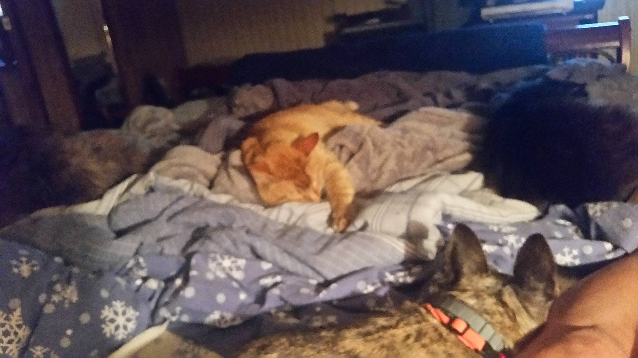 Sam Sam is registered to the contest to win money with this photo: bed, canidae, carnivore, cat, cloud, comfort, companion_dog, dog_breed, felidae, fur, linens, nap, night, room, sky, small_to_medium_sized_cats, sporting_group