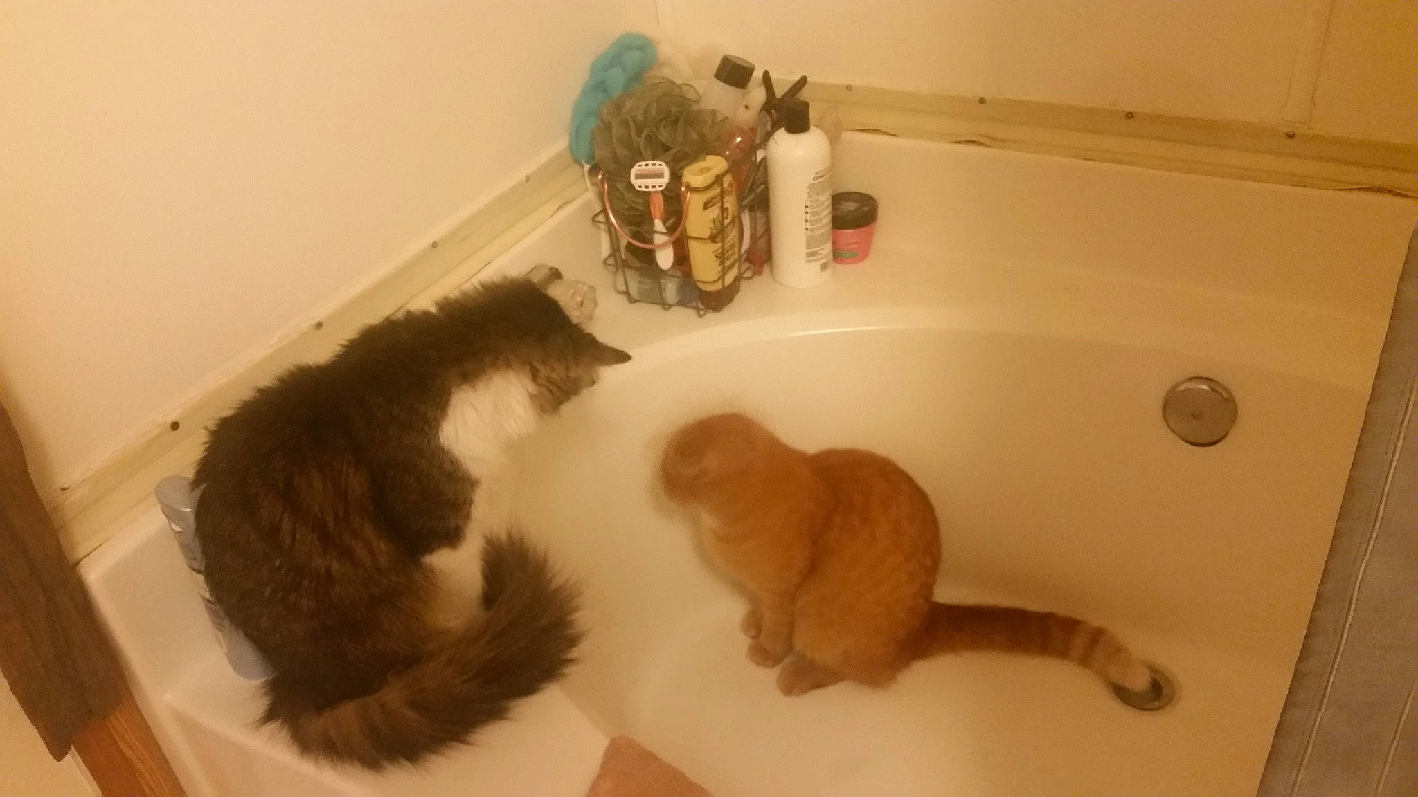 Sam Sam is registered to the contest to win money with this photo: bathing, bathroom, bathtub, carnivore, dog_breed, fawn, felidae, fluid, liver, mammal, pet_supply, plumbing, plumbing_fitting, plumbing_fixture, room, small_to_medium_sized_cats, tail, tap, terrestrial_animal, vertebrate