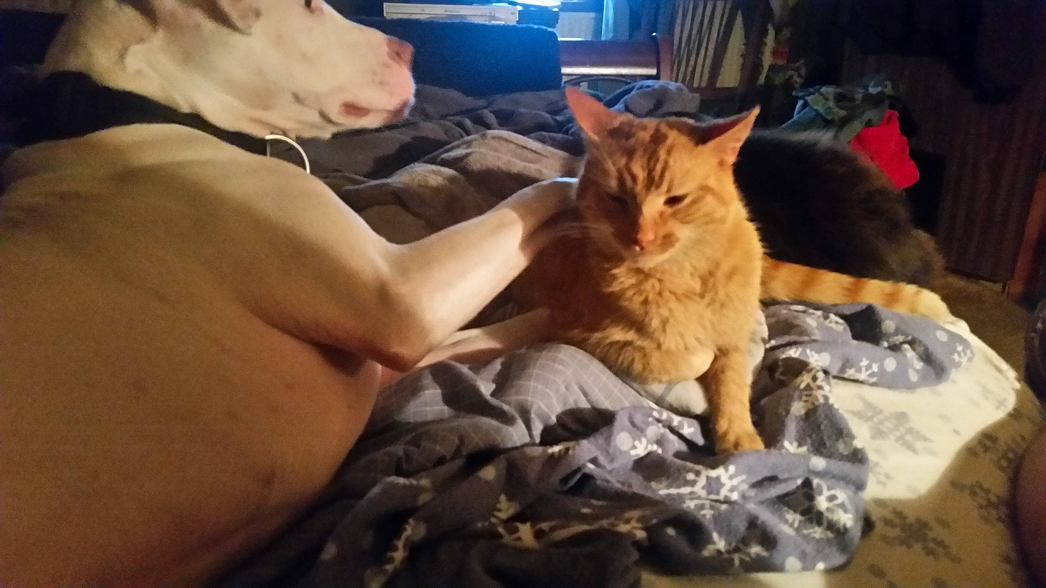 Sam Sam joined the competition — help win amazing prizes! bed, carnivore, cat, claw, comfort, domestic_short_haired_cat, ear, fawn, felidae, fur, gesture, lap, nap, paw, sitting, small_to_medium_sized_cats, whiskers