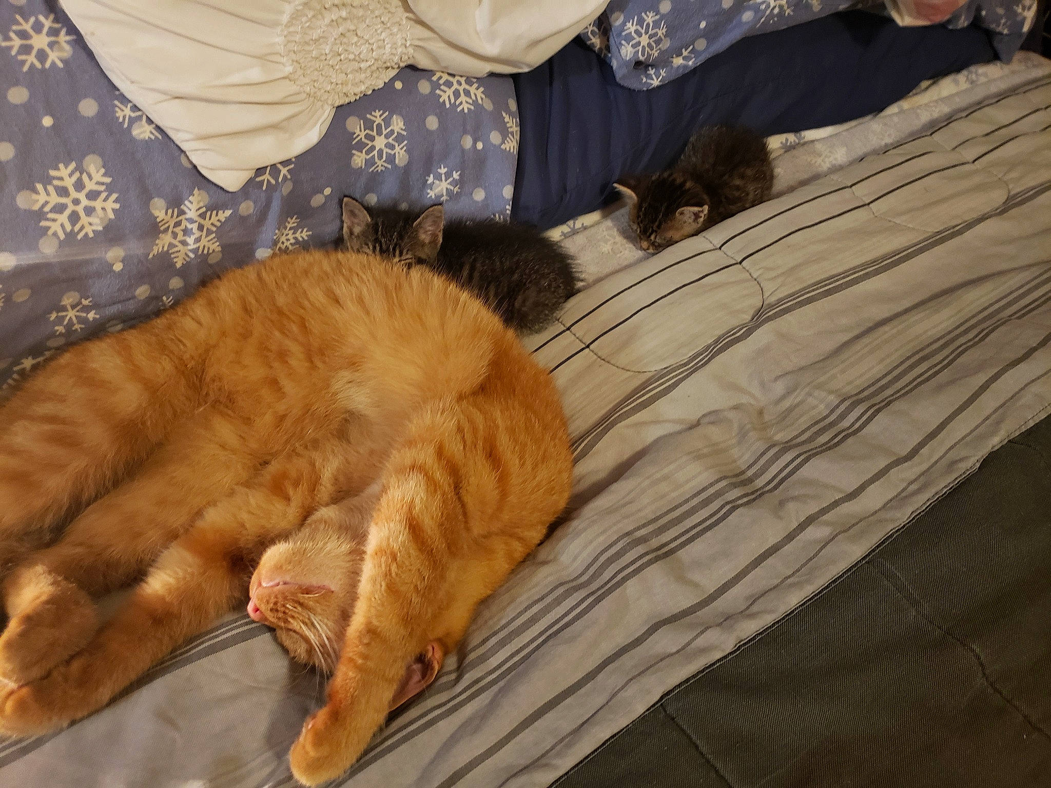 Sam Sam is registered to the contest to win money with this photo: canidae, carnivore, cat, claw, comfort, domestic_short_haired_cat, fawn, felidae, flooring, fur, human_leg, linens, paw, small_to_medium_sized_cats, snout, sporting_group, tail, textile, whiskers, wood