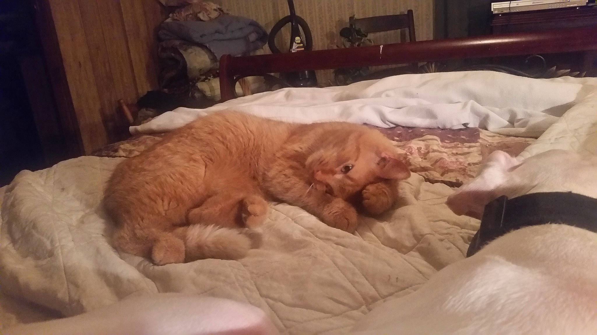 Sam Sam joined the competition — help win amazing prizes! bedding, cabinetry, carnivore, cat, chair, comfort, companion_dog, dog_breed, domestic_short_haired_cat, duvet, fawn, felidae, fur, linens, nap, room, small_to_medium_sized_cats, tail, terrestrial_animal, whiskers