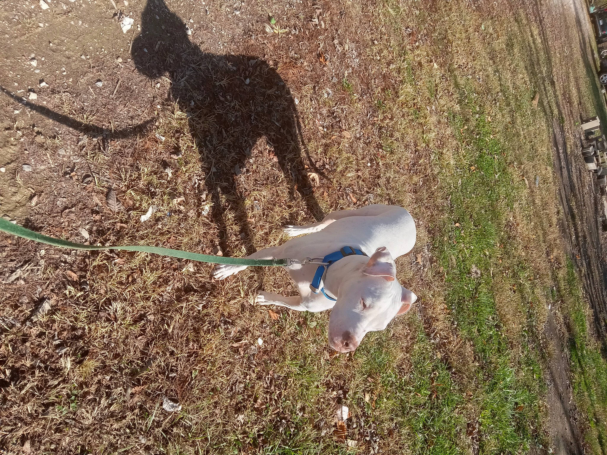 Frankiej is registered to the contest to win money with this photo: bird, canidae, carnivore, charadriiformes, companion_dog, dog, dog_breed, grass, lari, leash, mammal, recreation, seabird, shadow, soil, sporting_group, tail, tracking_trial, wildlife, wing