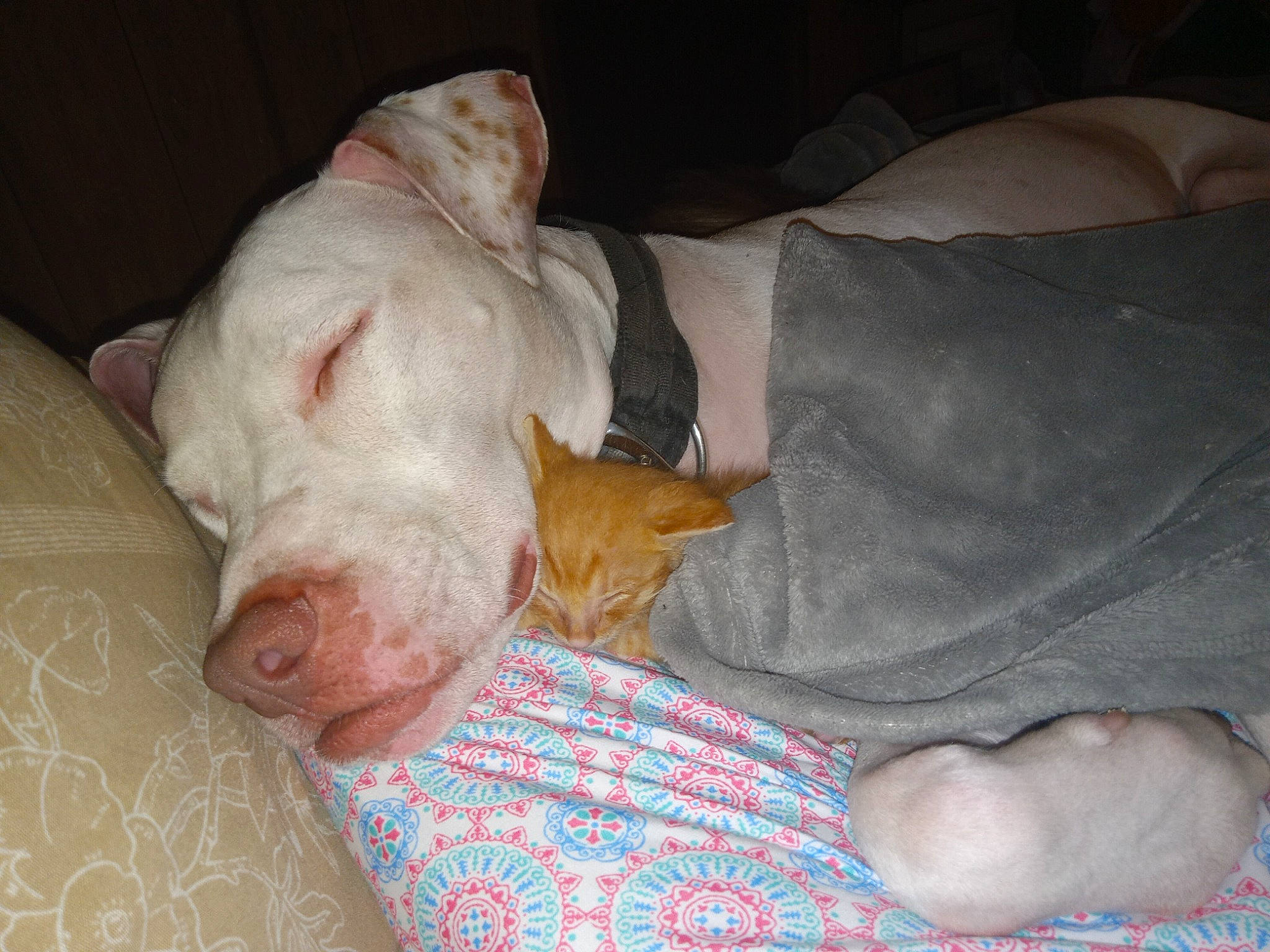 Frankie J joined the competition — help win amazing prizes! canidae, carnivore, comfort, companion_dog, dog, dog_breed, ear, fawn, felidae, foot, human_leg, lap, linens, nail, paw, small_to_medium_sized_cats, snout, sporting_group, whiskers, wrinkle