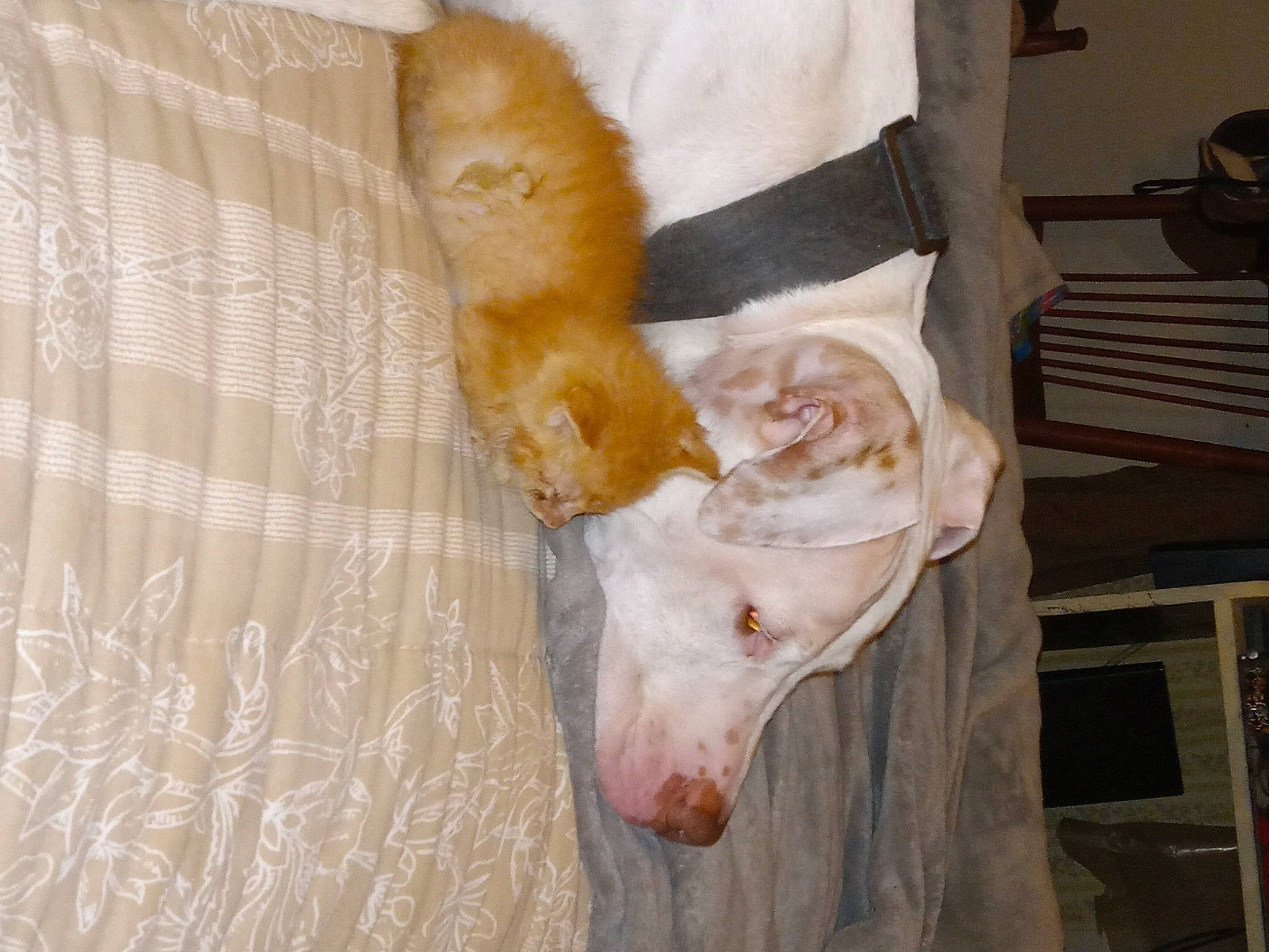 Frankie J is registered to the contest to win money with this photo: canidae, carnivore, comfort, companion_dog, dog, dog_breed, fawn, felidae, flooring, foot, fur, paw, pet_supply, small_to_medium_sized_cats, snout, sporting_group, tail, whiskers, wood, working_animal