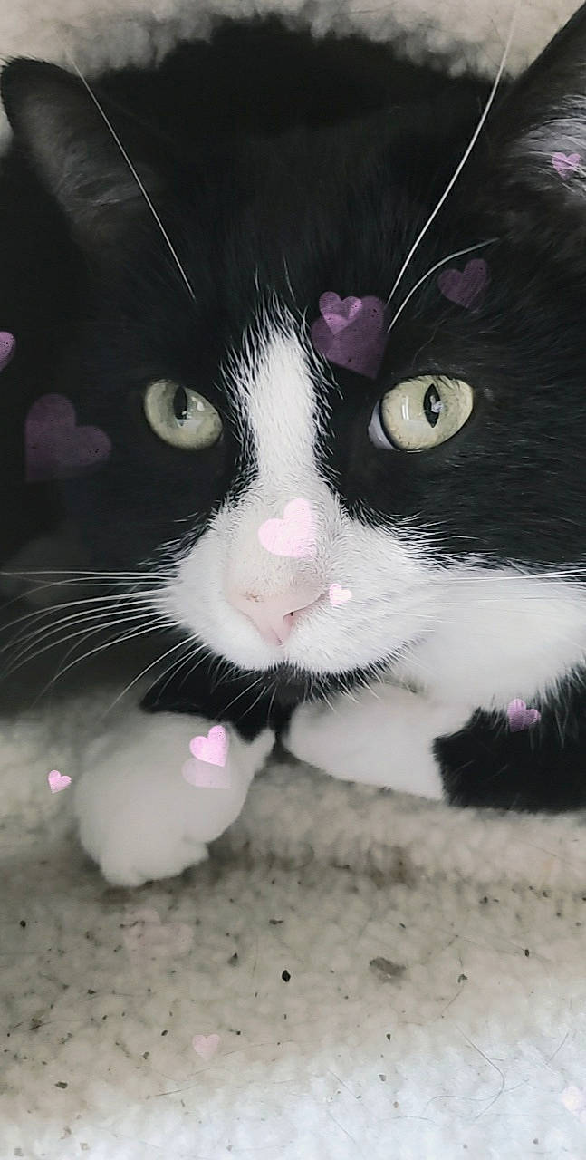 Bruin joined the competition — help win amazing prizes! black_cat, carnivore, cat, claw, close_up, domestic_short_haired_cat, felidae, font, foot, fur, grass, iris, organism, paw, science, small_to_medium_sized_cats, snout, tail, terrestrial_animal, whiskers