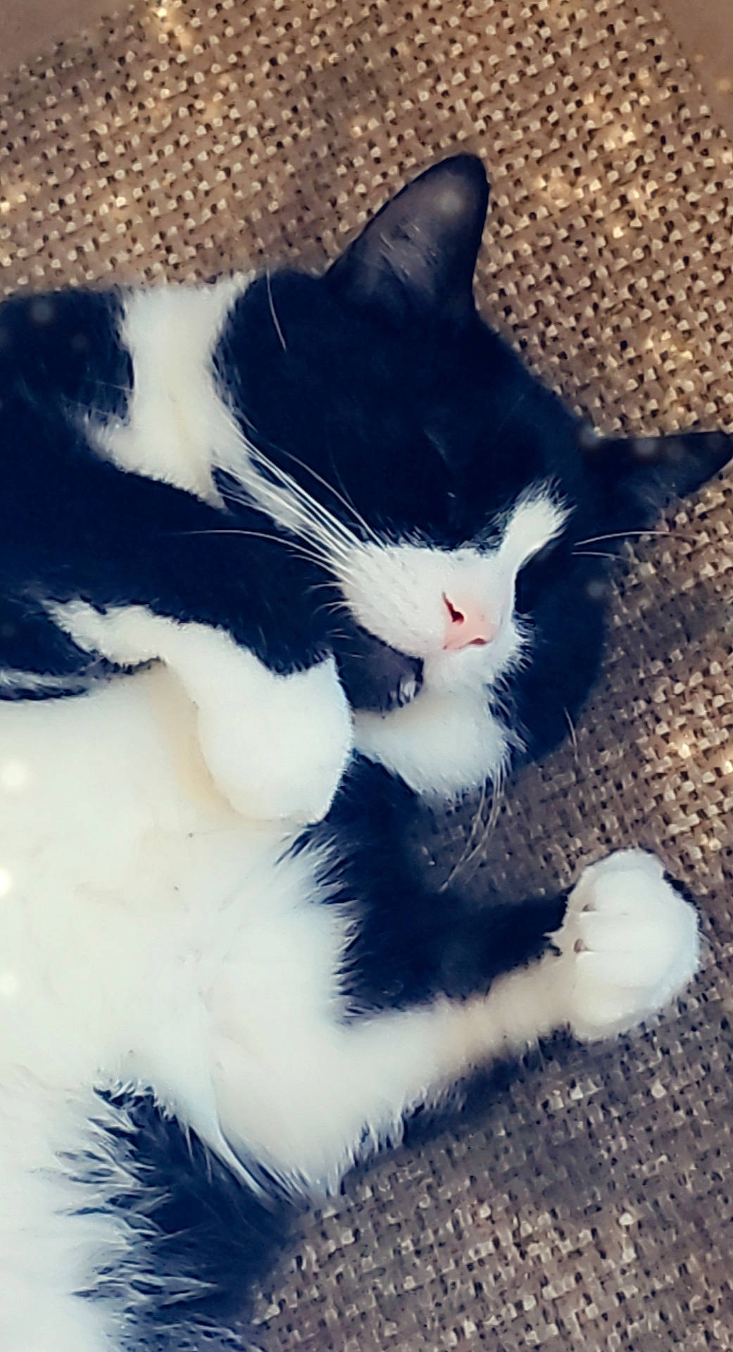 Bruin is registered to the contest to win money with this photo: black_cat, carnivore, cat, claw, cloud, domestic_short_haired_cat, felidae, foot, fur, human_leg, love, meteorological_phenomenon, paw, photo_caption, sky, small_to_medium_sized_cats, snout, tail, tints_and_shades, whiskers