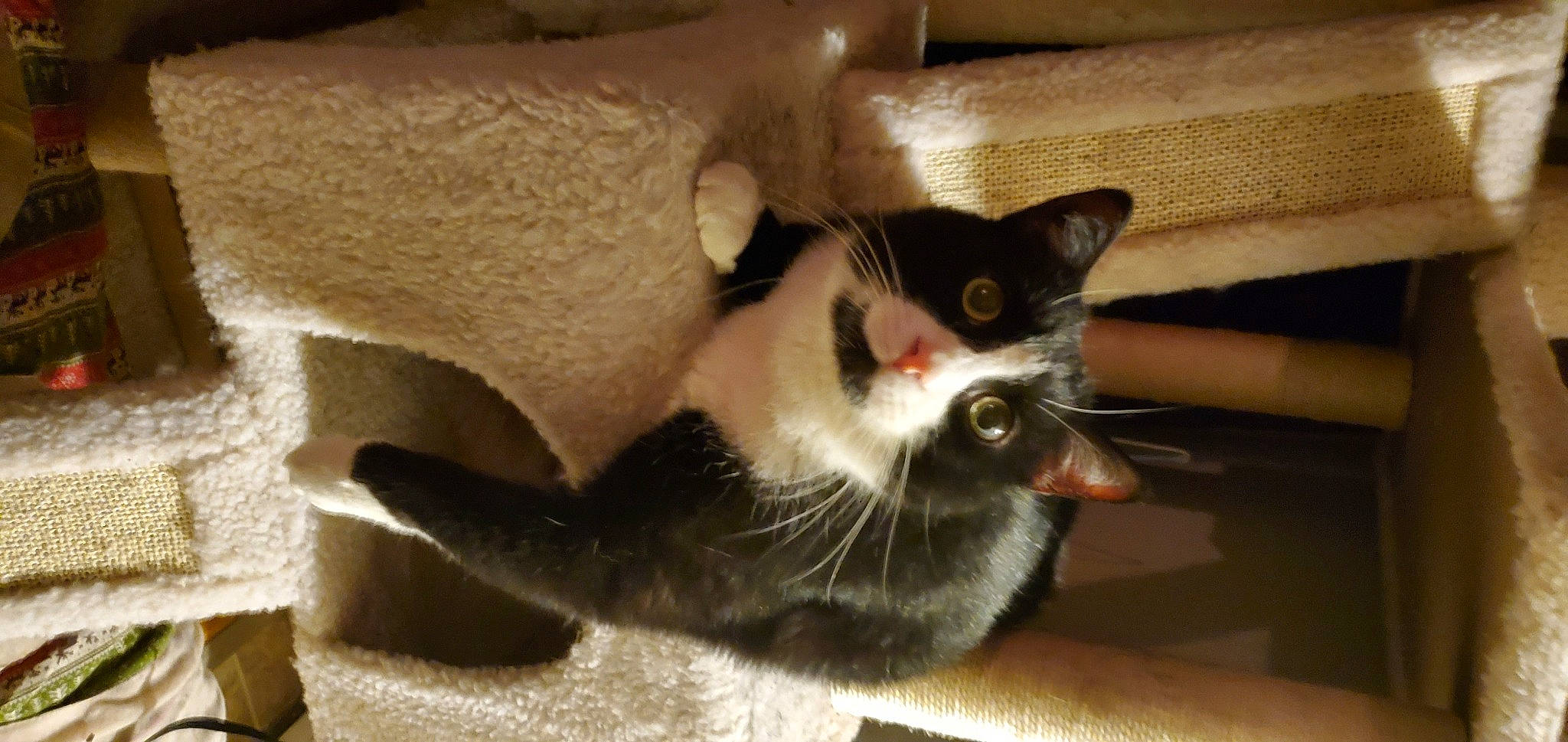 Bruin joined the competition — help win amazing prizes! carnivore, cat, cat_furniture, cat_supply, claw, comfort, domestic_short_haired_cat, eye, fang, fawn, felidae, fur, paw, pet_supply, photo_caption, small_to_medium_sized_cats, snout, tail, terrestrial_animal, whiskers