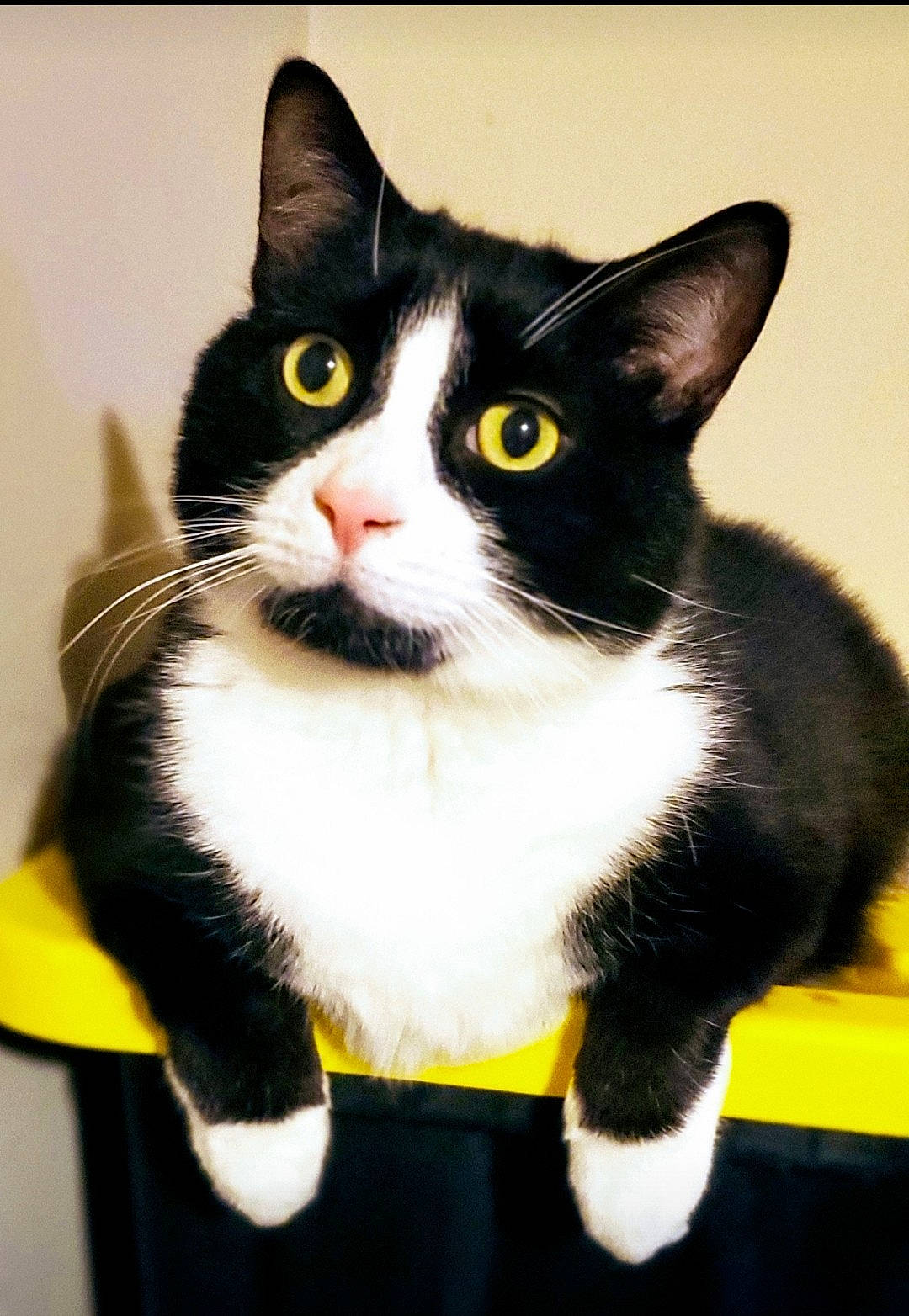 Bruin is registered to the contest to win money with this photo: carnivore, cat, domestic_short_haired_cat, eye, felidae, formal_wear, fur, iris, paw, small_to_medium_sized_cats, snout, tail, whiskers