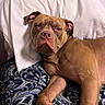 Atlas joined the competition — help win amazing prizes! dog, brown_dog, pit_bull, pet, animal, sleeping, lying_down, bed, pillow, bedroom, indoors, portrait, close_up, fawn_coat, floppy_ears, pink_nose, wrinkled_face, relaxed, patterned_bedding, home