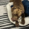 Atlas is registered to the contest to win money with this photo: puppy, dog, brown_dog, sleeping, sleepy, lying_down, upside_down, pet, animal, rope_toy, blanket, fluffy_blanket, striped_rug, blue_blanket, indoors, cozy, relaxed, paws, closed_eyes, cute