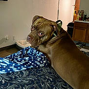 Atlas joined the competition — help win amazing prizes! dog, brown_dog, pit_bull, pet, animal, lying_down, bed, blanket, blue_blanket, bedroom, indoor, home, side_eye, portrait, collar, short_hair, furniture, pet_bed, cabinet, shoes