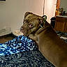 dog, brown_dog, pit_bull, pet, animal, lying_down, bed, blanket, blue_blanket, bedroom, indoor, home, side_eye, portrait, collar, short_hair, furniture, pet_bed, cabinet, shoes