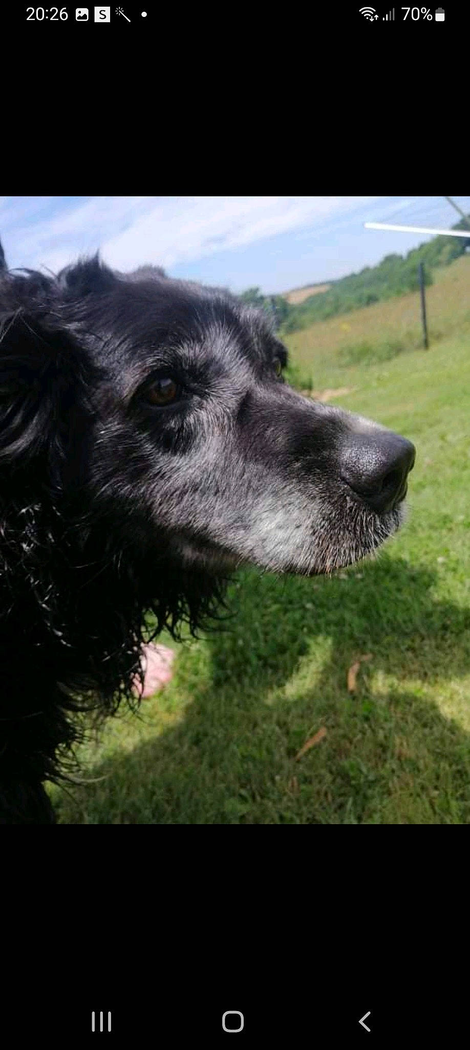 Youcki a rejoint le concours — aidez-le/la à gagner de superbes lots ! canidae, carnivore, cloud, companion_dog, dog, dog_breed, eye, fur, grass, grassland, landscape, livestock, pasture, plant, sky, snout, sporting_group, terrestrial_animal, whiskers, working_animal