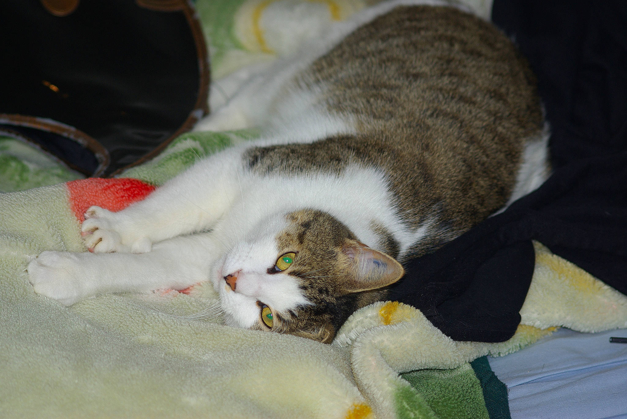 Eclair participe au concours pour gagner de l'argent avec cette photo : carnivore, cat, claw, comfort, domestic_short_haired_cat, felidae, fur, linens, nap, paw, sleep, small_to_medium_sized_cats, tail, whiskers