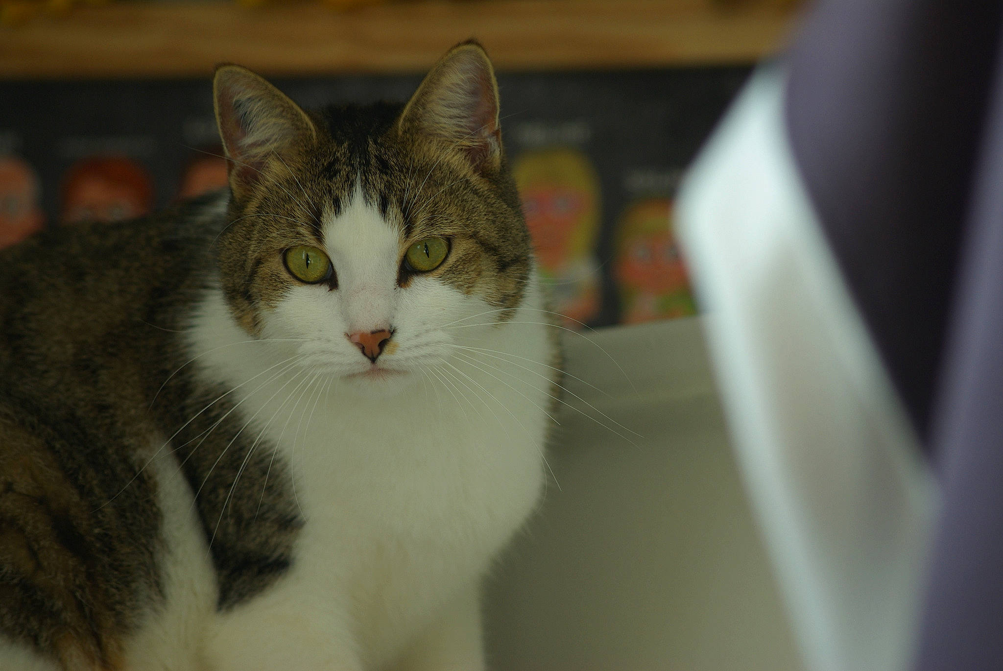 Eclair a rejoint le concours — aidez-le/la à gagner de superbes lots ! carnivore, cat, domestic_short_haired_cat, felidae, fur, small_to_medium_sized_cats, snout, tree, whiskers