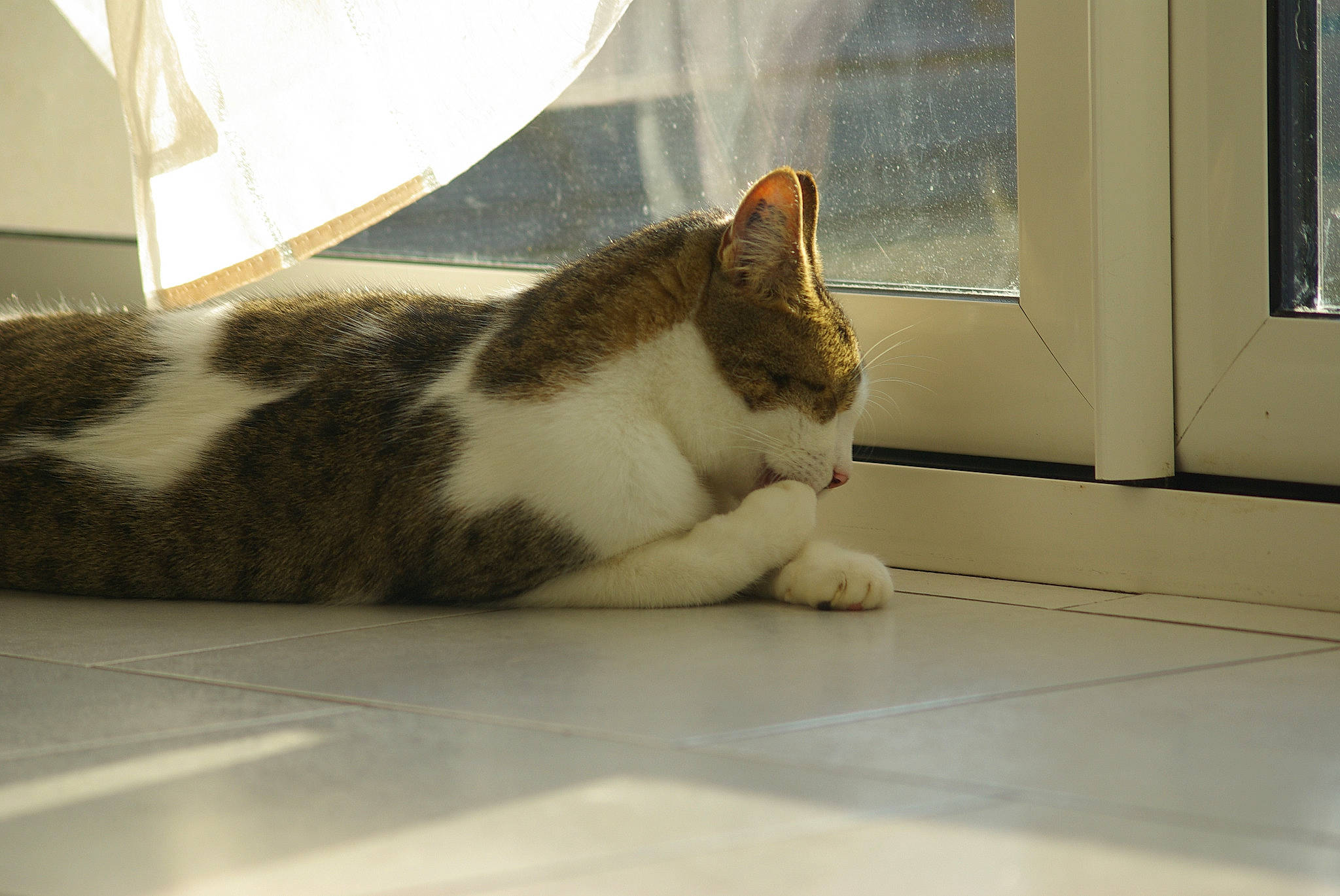 Eclair a rejoint le concours — aidez-le/la à gagner de superbes lots ! carnivore, cat, comfort, domestic_short_haired_cat, felidae, fixture, floor, flooring, fur, hardwood, paw, pet_supply, small_to_medium_sized_cats, snout, tail, terrestrial_animal, whiskers, window, wood