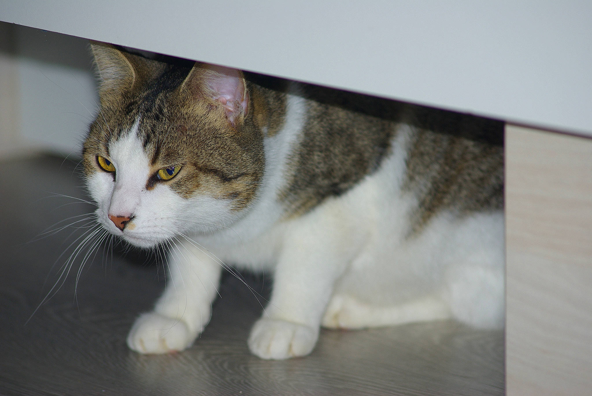 Eclair participe au concours pour gagner de l'argent avec cette photo : art, carnivore, cat, domestic_short_haired_cat, felidae, fur, paw, rectangle, small_to_medium_sized_cats, tail, terrestrial_animal, whiskers
