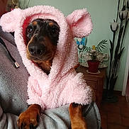 Perle a rejoint le concours — aidez-le/la à gagner de superbes lots ! dog, dachshund, pet, animal, bunny_costume, pink_hood, fluffy, cute, funny, portrait, sitting, blanket, indoor, living_room, furniture, plant, decor, large_eyes, brown_fur, photography