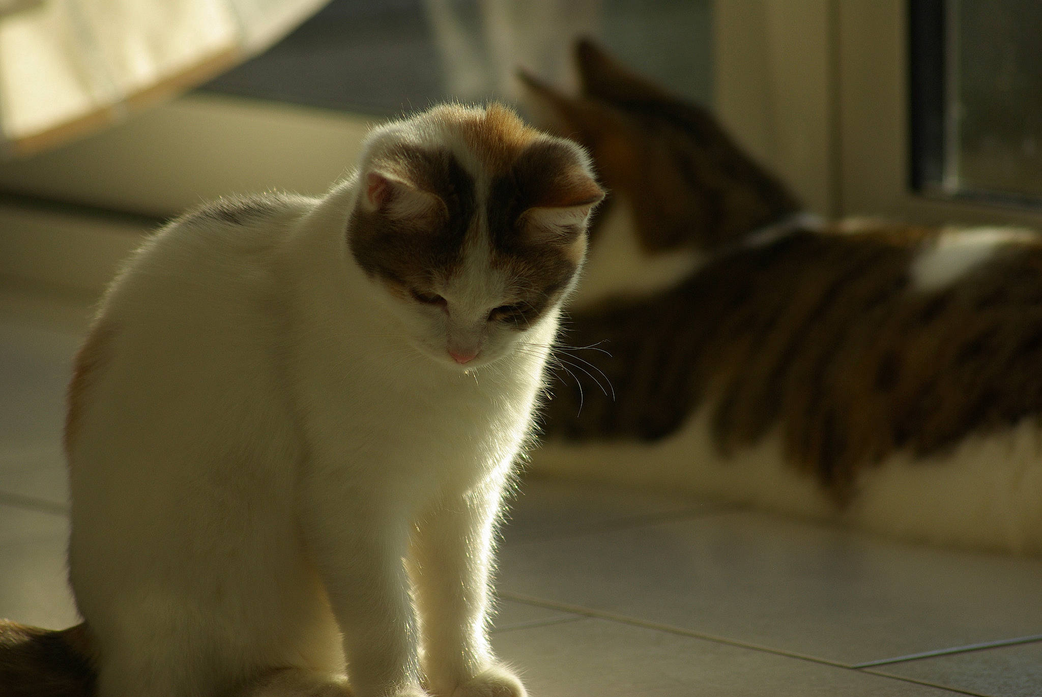 Palmyre participe au concours pour gagner de l'argent avec cette photo : carnivore, cat, claw, domestic_short_haired_cat, fang, fawn, felidae, flooring, fur, paw, pet_supply, small_to_medium_sized_cats, snout, tail, terrestrial_animal, whiskers, window, wood