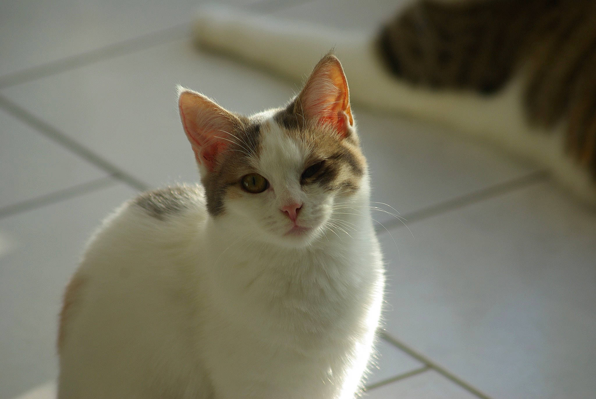 Palmyre participe au concours pour gagner de l'argent avec cette photo : carnivore, cat, domestic_short_haired_cat, eye, felidae, fur, small_to_medium_sized_cats, snout, tail, terrestrial_animal, whiskers, wood