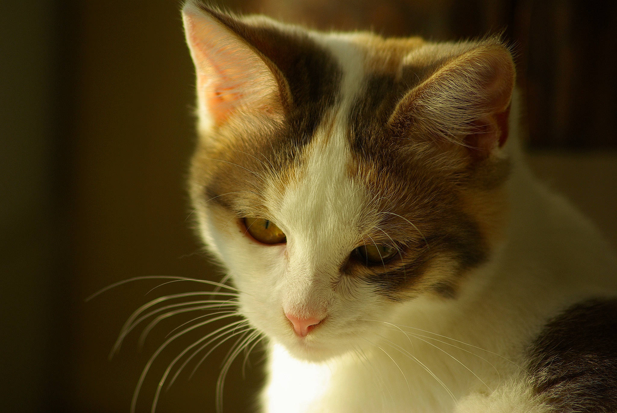 Palmyre participe au concours pour gagner de l'argent avec cette photo : carnivore, cat, domestic_short_haired_cat, fawn, felidae, fur, grass, small_to_medium_sized_cats, tail, whiskers, wildlife