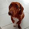dog, dachshund, pet, brown_dog, canine, animal, indoor, floor, tile, cute, looking_up, ears, whiskers, snout, fur, domestic_animal, companion, waiting, expression, paw