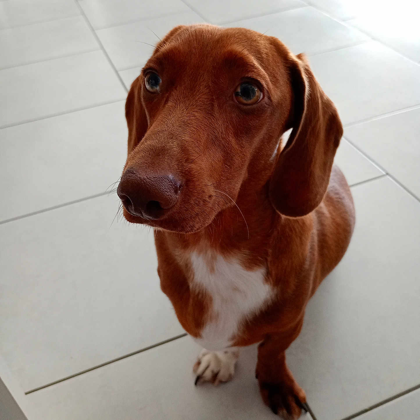 Kiwi participe au concours pour gagner de l'argent avec cette photo : dog, dachshund, pet, brown_dog, canine, animal, indoor, floor, tile, cute, looking_up, ears, whiskers, snout, fur, domestic_animal, companion, waiting, expression, paw