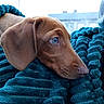 Kiwi participe au concours pour gagner de l'argent avec cette photo : puppy, dog, brown_dog, blanket, teal_blanket, car_interior, window, close_up, pet, cute, animal, snuggling, cozy, fur, ears, nose, side_view, looking_out, soft_texture, calm