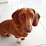 dog, dachshund, pet, indoor, floor, tile, brown_coat, animal, cute, looking_up, ears, snout, domestic_animal, canine, short_hair, companion, adorable, small_dog, close_up, portrait