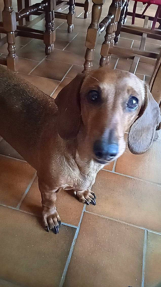 Harmony participe au concours pour gagner de l'argent avec cette photo : carnivore, collar, companion_dog, dog, dog_breed, dog_collar, ear, fawn, flooring, fur, hound, kitchen_appliance, liver, metal, pet_supply, scent_hound, snout, sporting_group, whiskers, working_animal