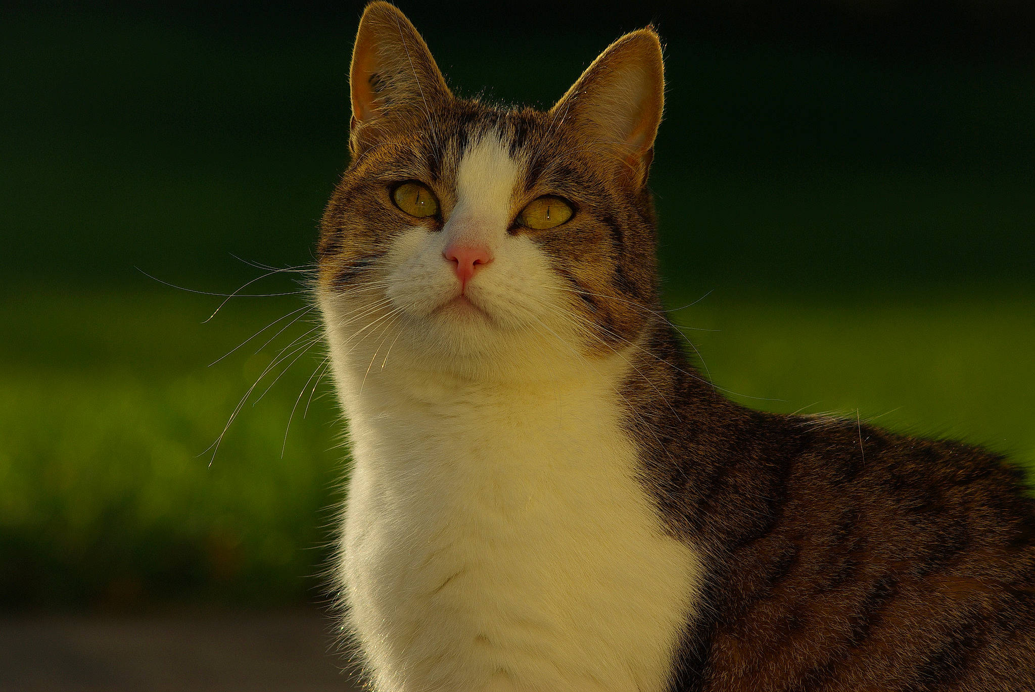 Caline participe au concours pour gagner de l'argent avec cette photo : carnivore, cat, domestic_short_haired_cat, felidae, fur, grass, small_to_medium_sized_cats, tail, terrestrial_animal, whiskers, wildlife, window