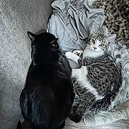 Chanel is registered to the contest to win money with this photo: animal, black_cat, blanket, cat, closeup, cozy, curious, cute, domestic, feline, floor, fur, indoor, mammal, pet, relaxing, resting, rug, tabby_cat, two_cats