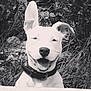 Isis a rejoint le concours — aidez-le/la à gagner de superbes lots ! animal, black_and_white, canine, closeup, collar, cute, dog, ears, foliage, friendly, grass, happy, nature, one_ear_up, outdoor, pet, portrait, smiling, tongue_out, white_dog