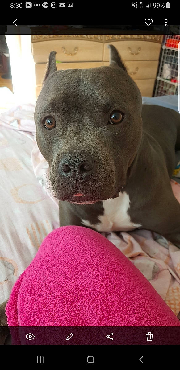 Buddy Love joined the competition — help win amazing prizes! american_pit_bull_terrier, american_staffordshire_terrier, bull_and_terrier, canidae, carnivore, dog, dog_breed, fawn, mammal, molosser, non_sporting_group, nose, pit_bull, puppy, rare_breed_dog, snout, sporting_group, staffordshire_bull_terrier, vertebrate, whiskers