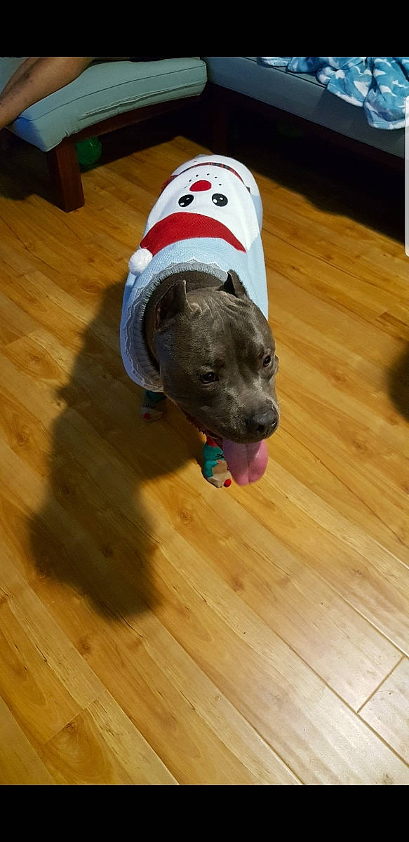 Buddy Love joined the competition — help win amazing prizes! american_bulldog, american_pit_bull_terrier, american_staffordshire_terrier, canidae, carnivore, dog, dog_breed, fawn, floor, flooring, hardwood, non_sporting_group, pit_bull, puppy, snout, sporting_group, staffordshire_bull_terrier, weimaraner