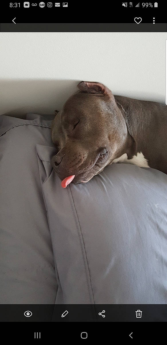 Buddy Love is registered to the contest to win money with this photo: canidae, carnivore, companion_dog, dog, dog_breed, fawn, nap, pointing_breed, snout, sporting_group, weimaraner