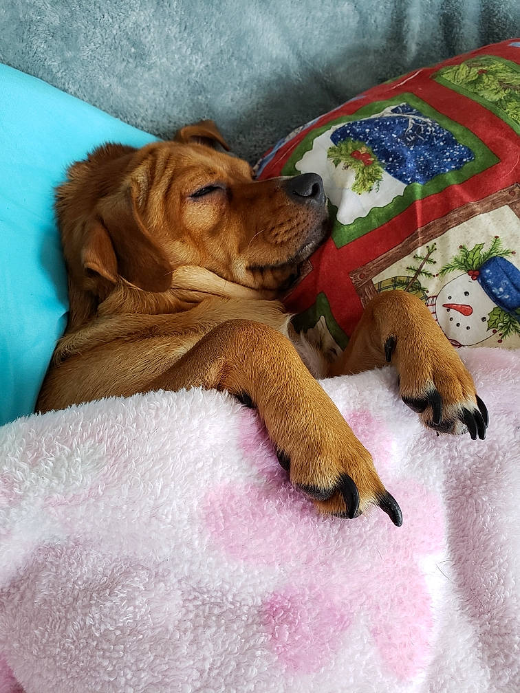 Sky Maui is registered to the contest to win money with this photo: beagador, bloodhound, canidae, carnivore, companion_dog, dog, dog_breed, fawn, mammal, puppy, redbone_coonhound, rhodesian_ridgeback, sporting_group, vertebrate