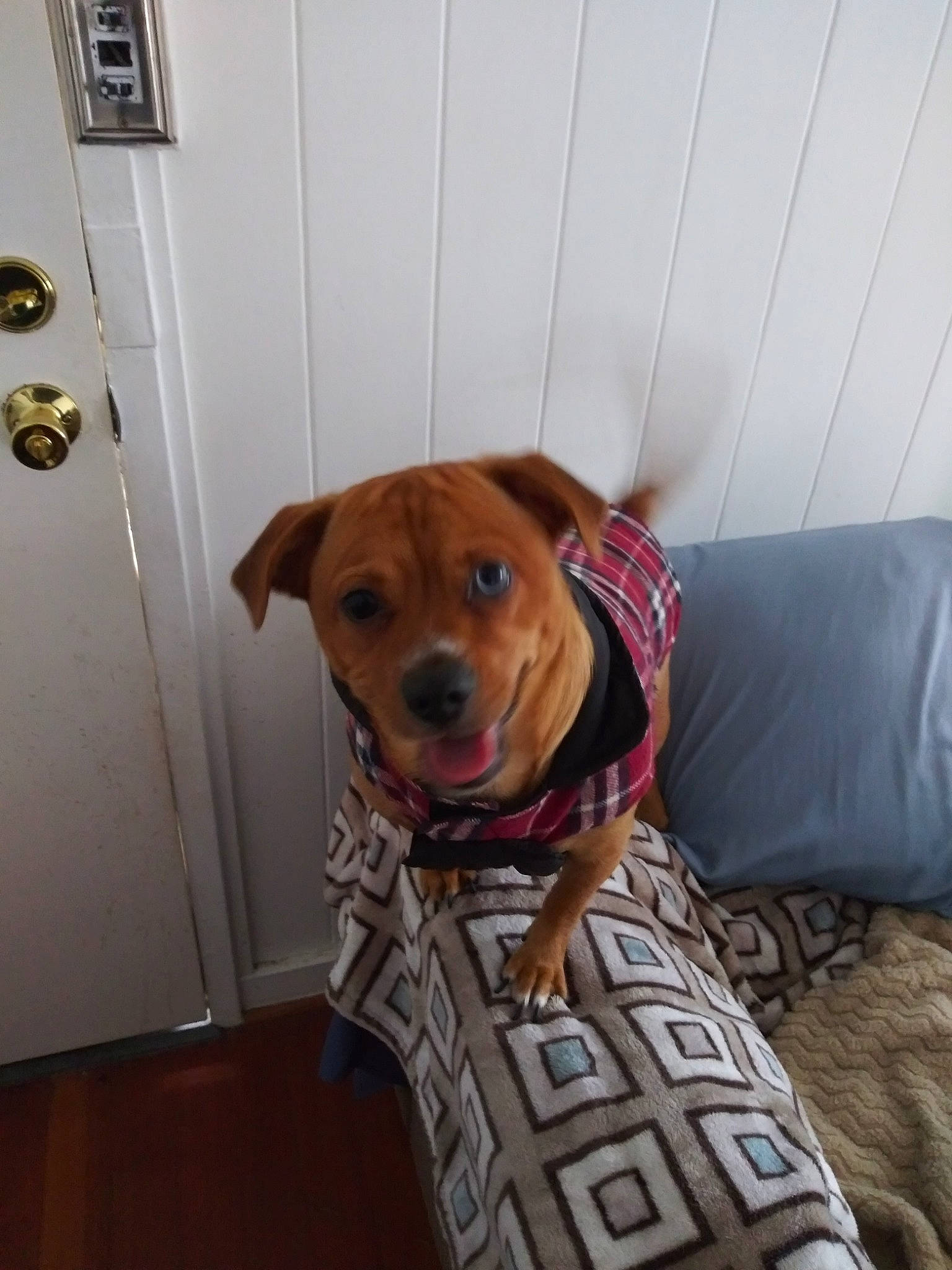 Sky Maui joined the competition — help win amazing prizes! canidae, carnivore, companion_dog, dog, dog_breed, fawn, mammal, puppy, rhodesian_ridgeback, snout, sporting_group