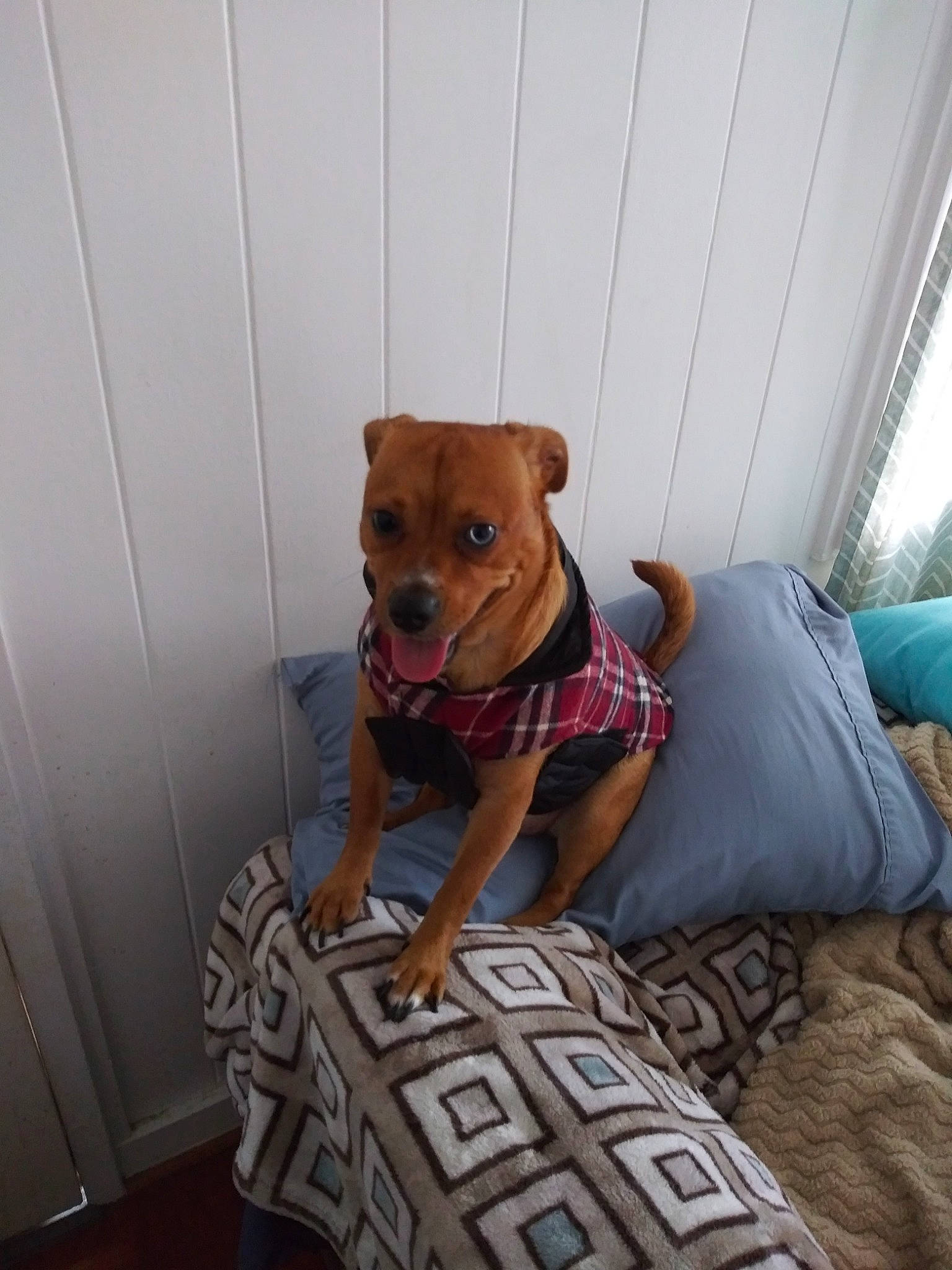 Sky Maui joined the competition — help win amazing prizes! american_pit_bull_terrier, canidae, carnivore, companion_dog, dog, dog_breed, fawn, mammal, miniature_pinscher, non_sporting_group, pit_bull, puppy, snout, sporting_group