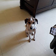 Siska participe au concours pour gagner de l'argent avec cette photo : dog, indoor, floor, tile, pet, animal, small_dog, brown, white, ears, looking_up, household, furniture, shadow, quiet, calm, companion, domestic, cute, sitting