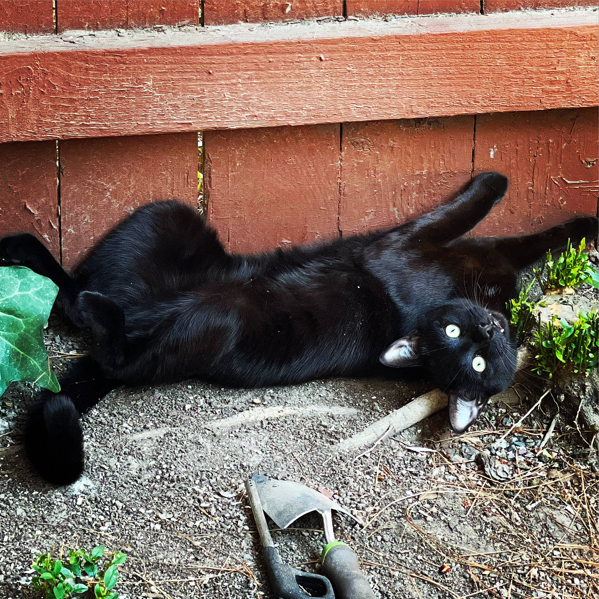 Rico G. Suave is registered to the contest to win money with this photo: black_cat, bombay, brick, canidae, carnivore, dog_breed, fawn, felidae, foot, fur, grass, paw, plant, small_to_medium_sized_cats, snout, sporting_group, tail, terrestrial_animal, tints_and_shades, whiskers