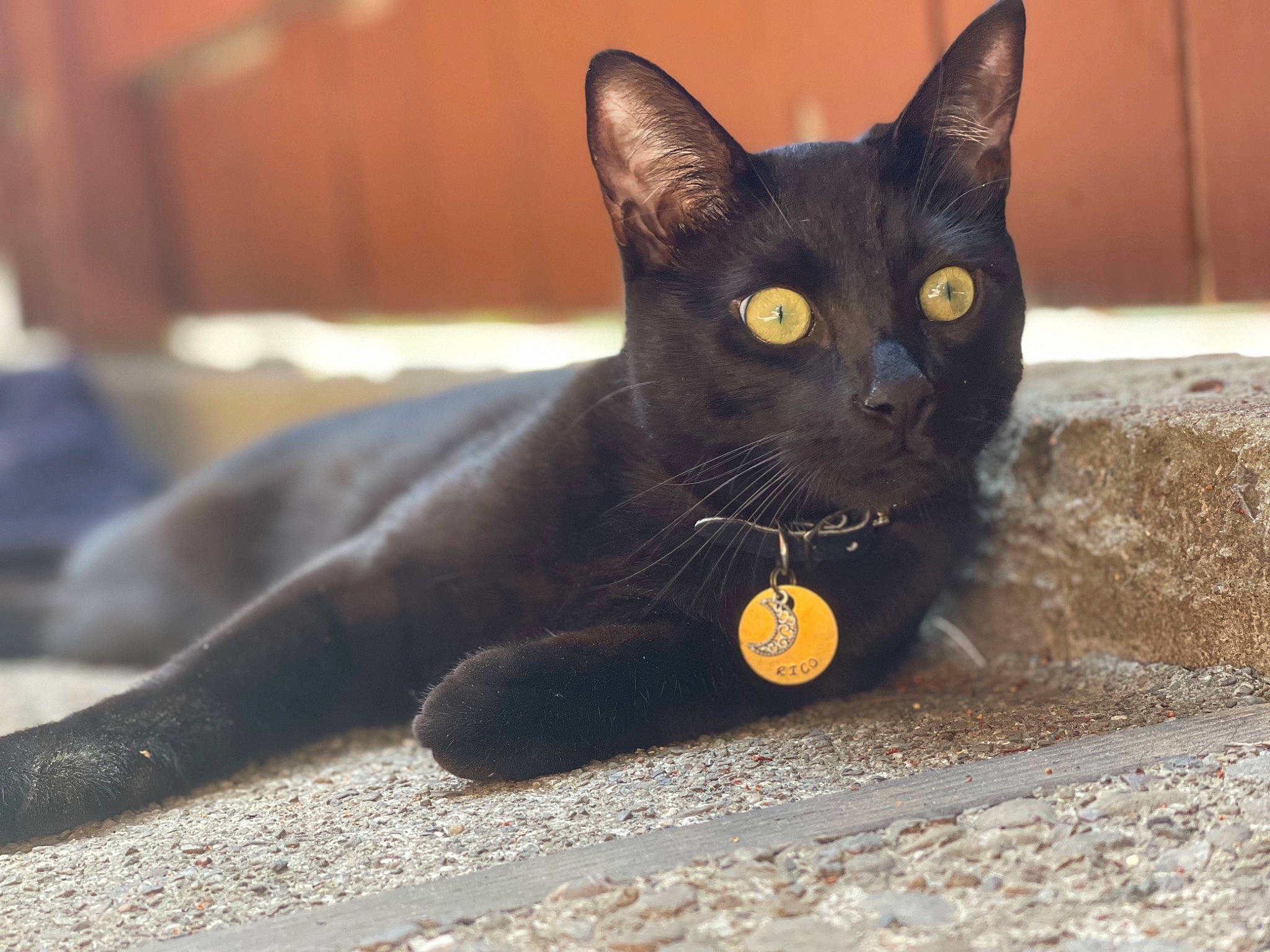 Rico G. Suave joined the competition — help win amazing prizes! art, black_cat, bombay, carnivore, cat, domestic_short_haired_cat, felidae, fur, grey, paw, small_to_medium_sized_cats, snout, tail, terrestrial_animal, whiskers, wildlife