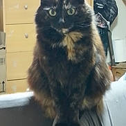 Lola participe au concours pour gagner de l'argent avec cette photo : animal, background, cat, couch, cozy, domestic, drawer, eyes, face, feline, fur, furniture, home, indoor, looking, paws, pet, sitting, tortoiseshell, whiskers